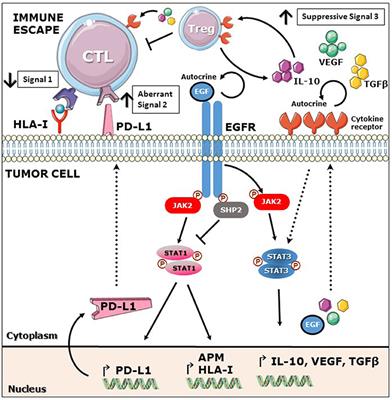 Reversing EGFR Mediated Immunoescape by Targeted Monoclonal Antibody Therapy